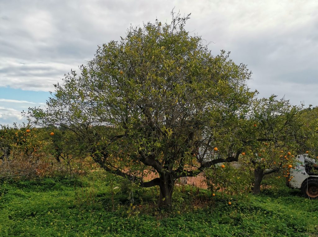naranjo sin regar y sin cuidar 5 años