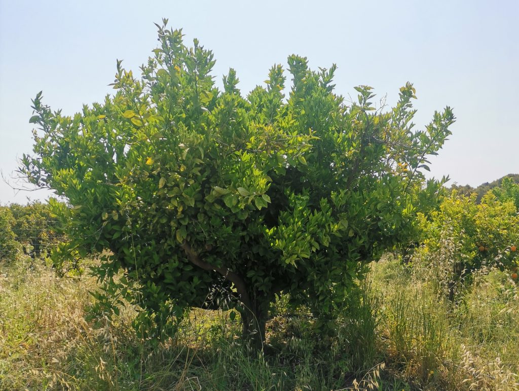 arbol 1 año después de poda de rejuvenecimiento