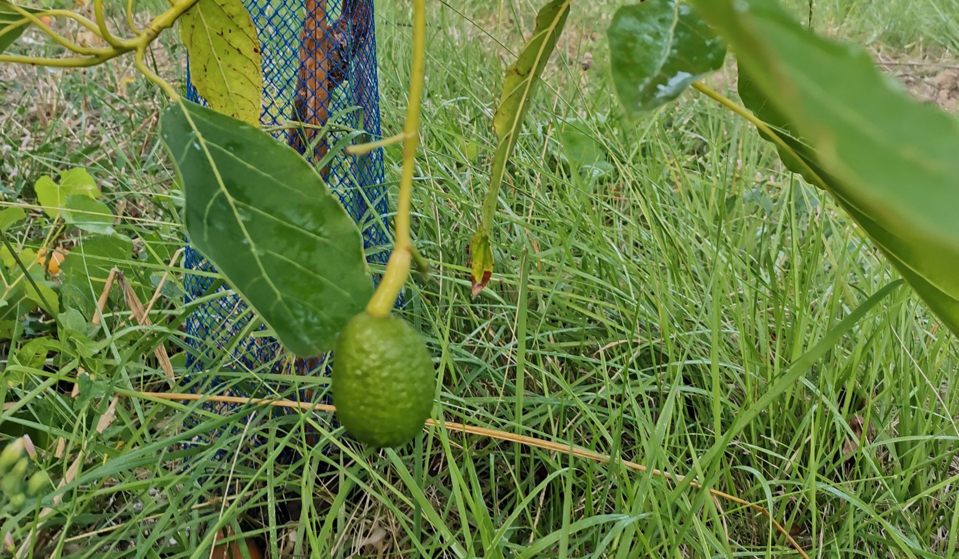 aguacate pequeño